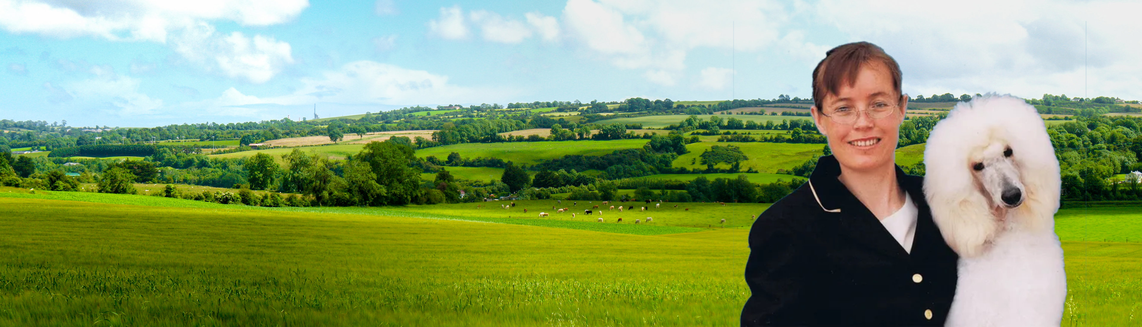 Heathers Dog Grooming Bangor